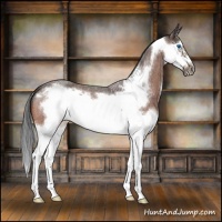 Horse Color:Bay Roan Splash Frame