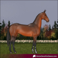 Horse Color:Brown 