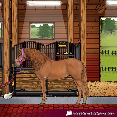 Horse Color:Chestnut 