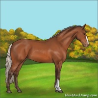 Horse Color:Silver Bay Varnish 