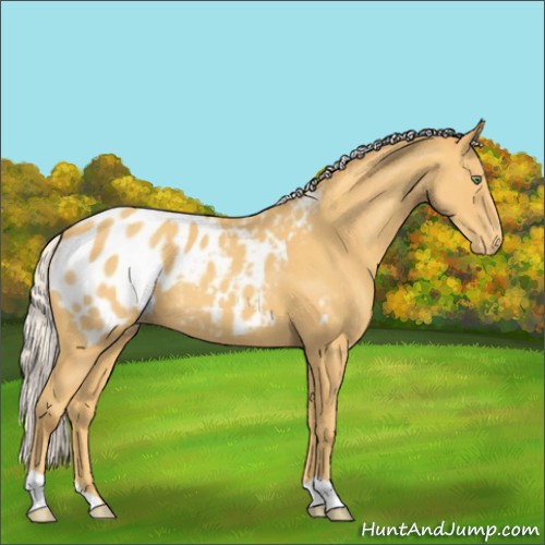 Horse Color:Silver Amber Cream Champagne Appaloosa 