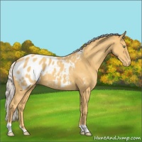 Horse Color:Silver Amber Cream Champagne Appaloosa 