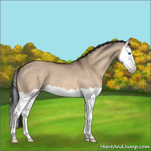 Horse Color:Bay Dun Splash
