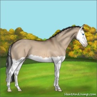 Horse Color:Bay Dun Splash