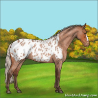 Horse Color:Silver Bay Roan Appaloosa 