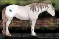 Horse Color:Platinum Buckskin Pearl Appaloosa 
