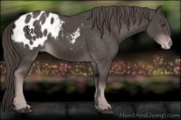 Horse Color:Platinum Liver Chestnut Sabino Appaloosa 