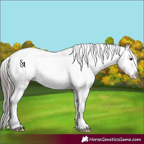 Horse Color:Platinum Brown Appaloosa 