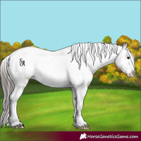 Horse Color:Platinum Brown Appaloosa 