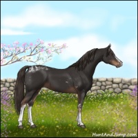 Horse Color:White Spotted Liver Chestnut Tobiano 