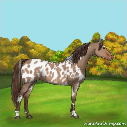 Horse Color:White Spotted Liver Red Dun Appaloosa 