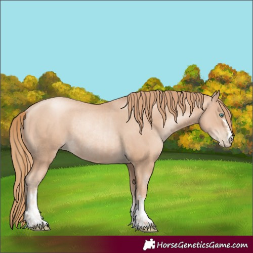 Horse Color:Gold Champagne Pearl Rabicano and Gold Champagne Pearl Rabicano
