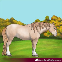 Horse Color:Gold Champagne Pearl Rabicano and Gold Champagne Pearl Rabicano