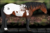 Horse Color:Brown Appaloosa 