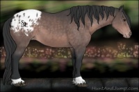 Horse Color:Platinum Brown Appaloosa 