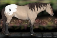 Horse Color:Brown Roan Dun Appaloosa Rabicano 