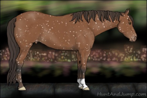 Horse Color:Bay Appaloosa 