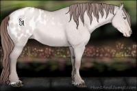 Horse Color:Platinum Brown Pearl Dun Blanket Rabicano 