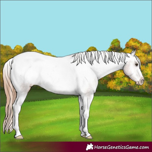Horse Color:Chestnut Tobiano Frame Appaloosa 