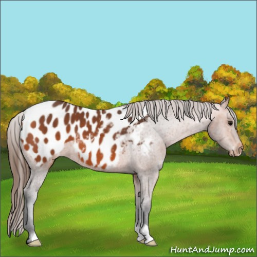 Horse Color:Bay Appaloosa 