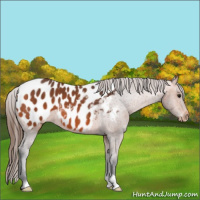 Horse Color:Bay Appaloosa