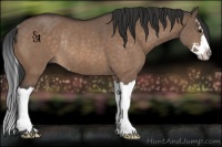 Horse Color:Brown Dun Sabino Splash Rabicano 