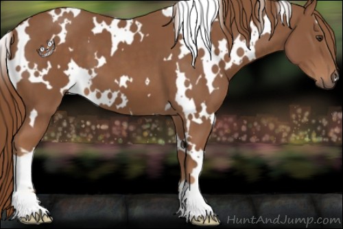 Horse Color:White Spotted Chestnut