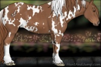 Horse Color:White Spotted Chestnut 