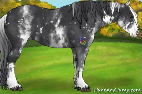 Horse Color:White Spotted Black