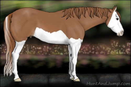 Horse Color:Chestnut Splash 