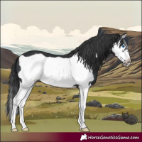 Horse Color:Black Splash Frame