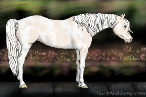 Horse Color:White Spotted Cremello 