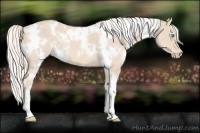 Horse Color:White Spotted Cremello 