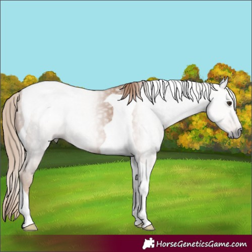 Horse Color:Gray Chestnut Tobiano