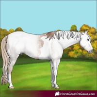Horse Color:Gray Chestnut Tobiano