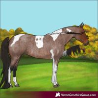 Horse Color:Gray Bay Roan Tobiano
