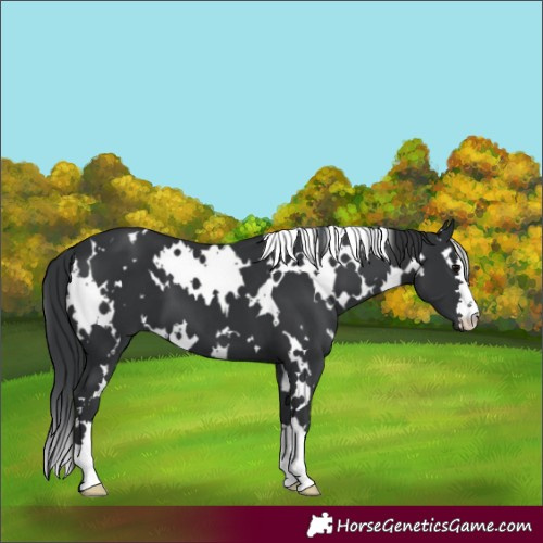Horse Color:White Spotted Black 