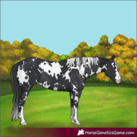 Horse Color:White Spotted Black 