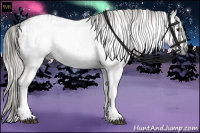 Horse Color:Gray White Spotted Silver Grullo  and White Spotted Grullo Appaloosa 