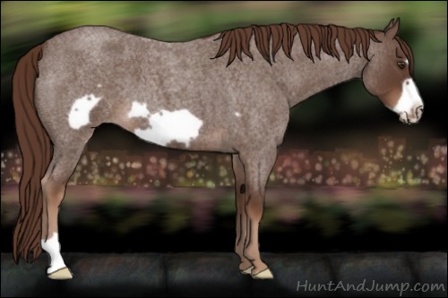 Horse Color:Unknown 