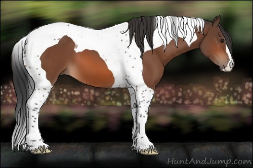 Horse Color:Unknown 