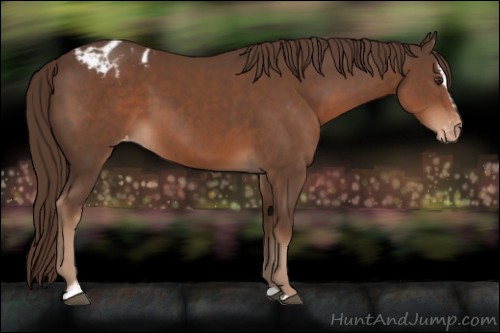 Horse Color:Unknown 