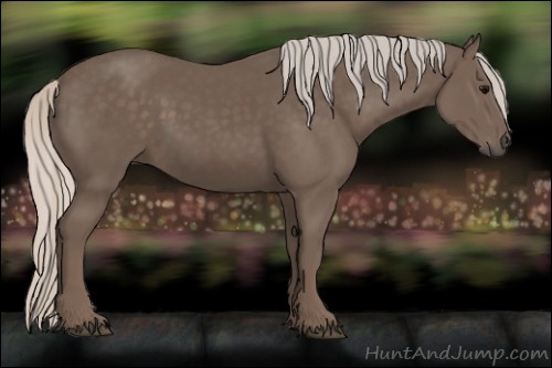 Horse Color:Unknown 