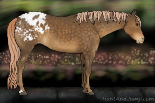 Horse Color:Unknown 
