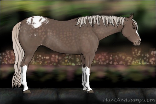 Horse Color:Unknown 