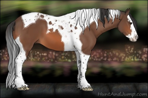 Horse Color:Unknown 