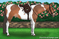Horse Color:Bay Tobiano 