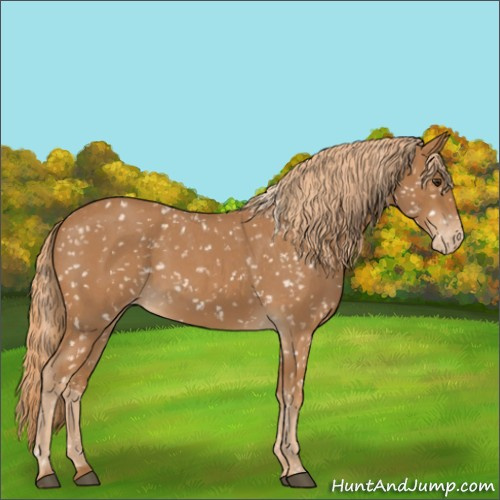 Horse Color:Red Roan Appaloosa 
