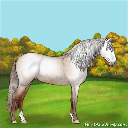 Horse Color:Gray Red Dun Roan 