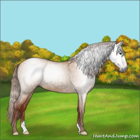 Horse Color:Gray Red Dun Roan